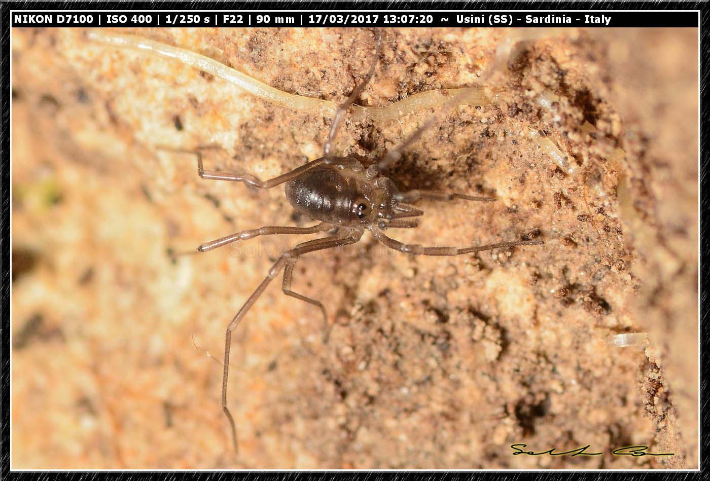 Histricostoma argenteolunulatum (Canestrini 1875) Nemastomatidae